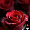 friz.samed