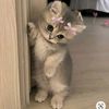 Bezuban_ashiq