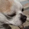 ernestothetaco
