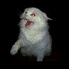 witchcraft_skye