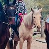 justagirlwhorideshorses