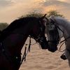 sarahossam838