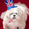 smart_dogs_3