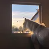 horseaccount06