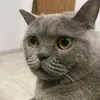 markdotka