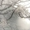 toki26769