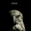 alphafocus487
