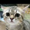 cat beautiful video 😼😺😼