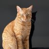 Simba