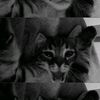 shaa4youu16