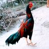 imtiaz.ali4691