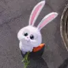 lihchoilq