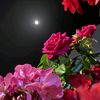 nada.ahmed69900