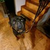 tyraj_collins2