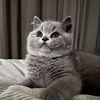 Rikety - British Shorthair