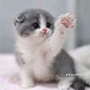abrar94594