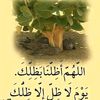 wadaltahir15