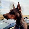 aristocrats.doberman
