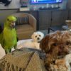 Brody and the flock