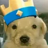 perrito.royale4