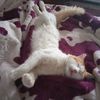 tiktok_cat15