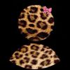 prettykitty067