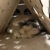romeo_rabbit