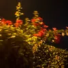 tohajla_