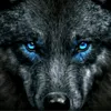 blackwolf99500