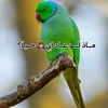 lbrahemm6