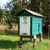 vitalii_beekeeper