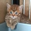 kucing_bogel7