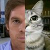 dextr1and1cat