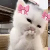 sakurablossom1666