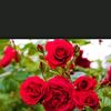 user2605530626511c