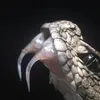 onlyg0dknowswhy