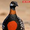 rana.mahbub51