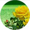 warda61821