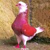user1851857514733