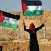 free.palestine4660