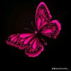 prettiest_librana