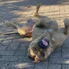 karoo_dosse_3