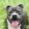 rogertherescue