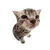 vickn253