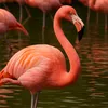 flamingo9513
