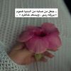 hamalil29