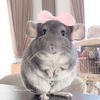 hey chinchilla