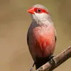 fk.conteudo