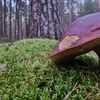 margus239
