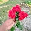 chorabali2595